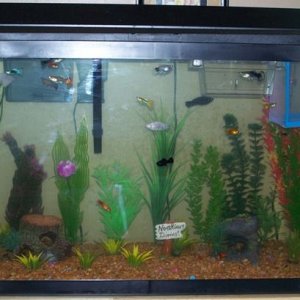 29_gal_aquarium_063.JPG