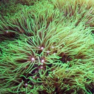 greenstarpolyps2.jpg