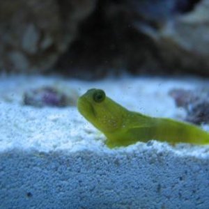 Yellow_Watchman_Goby.jpg