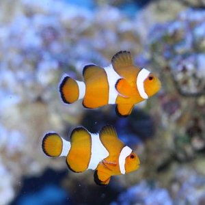 clownfish.jpg