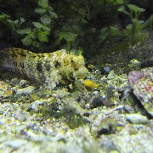 blenny__.jpg