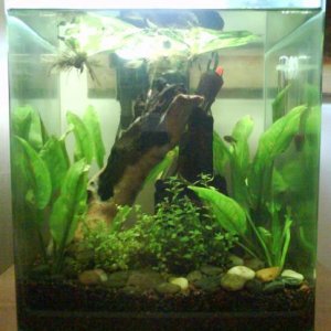 My_Fish_Tank_2.jpg