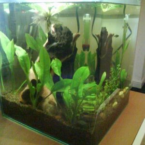 My_Fish_Tank_4.jpg