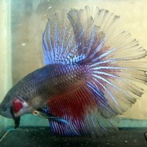 my_new_betta.jpg