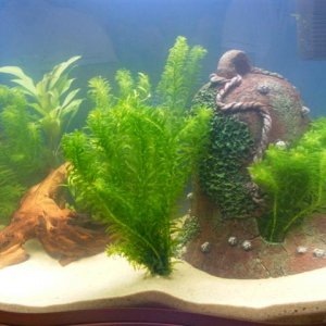 fish_tank_006__Small_.jpg