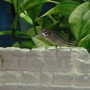 sucky_and_zebra_danios_015.jpg