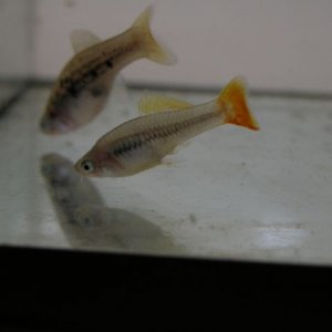 Xiphophorus_variatus_LAGUNA.JPG