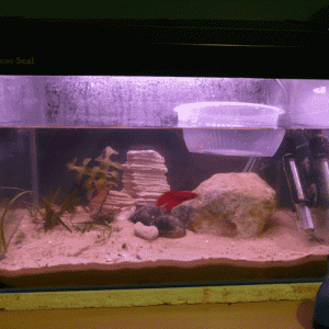 bettas_0045.gif