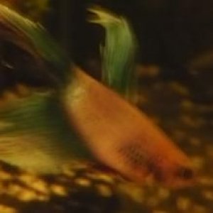 dead_betta_2.JPG