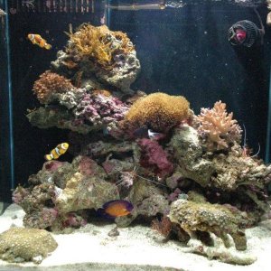 fishtank_053.jpg