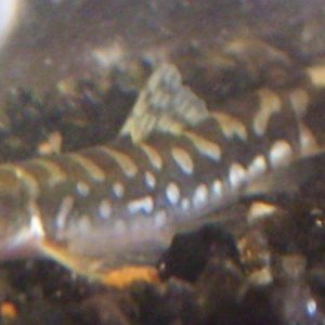 4_16_08_loaches_05.jpg