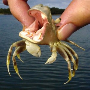 hippo_crab.jpg