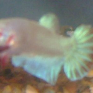 Betta_1.JPG