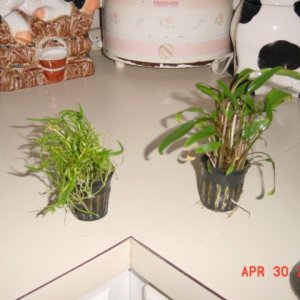 plants_022.jpg