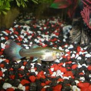 guppies_007_resize.jpg