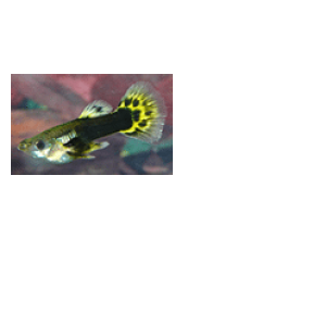 guppy4.png