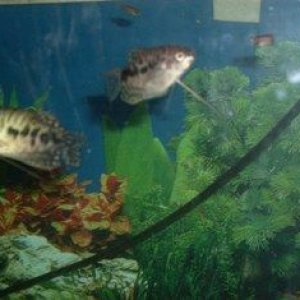 Cosby_Gourami.jpg