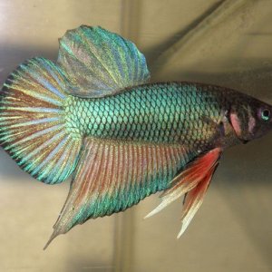 New_Betta.jpg