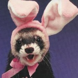 easter_ferret.jpg