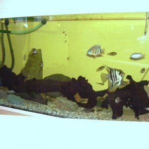 car_and_fish_tank_025_1.JPG