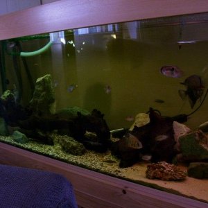 car_and_fish_tank_026.JPG