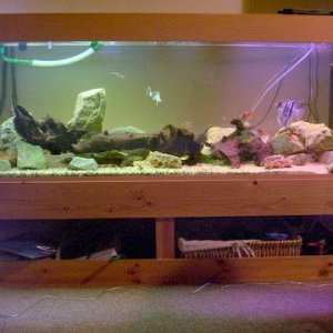 fish_tank_002_1.JPG