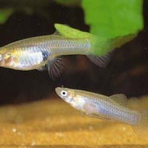 Male_and_female_Msoquito_Fish.jpg