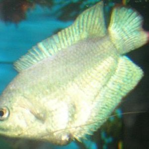 gourami3.jpg