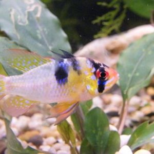 Bolivian_Ram_Cichlid.jpg