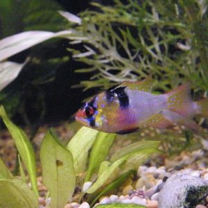 Bolivian_Ram_Cichlid2.jpg