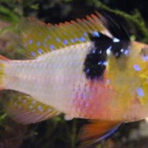 Ram_Cichlid.jpg