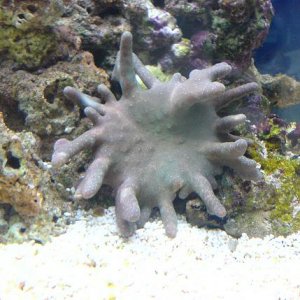 fingercoral.JPG