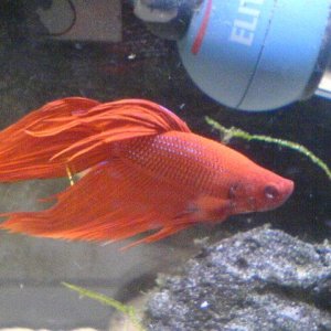 Siamese_Fighting_Fish_1.JPG