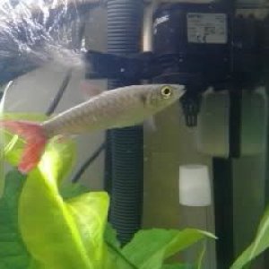 Pinktailedcharacin5.jpg