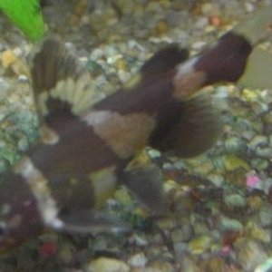 Siamese_Bumblebee_Catfish.jpg