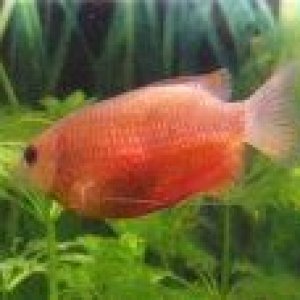 Gourami_cropped.jpg