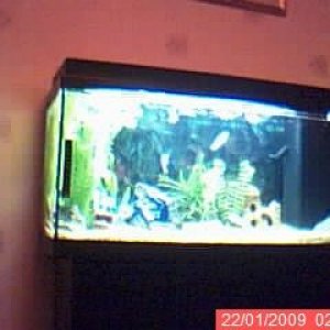 fish_tank_2.jpg