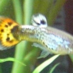 Guppy_Fry_2.jpg