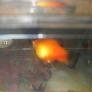 platy1.jpg