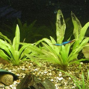 aquarium_001.JPG