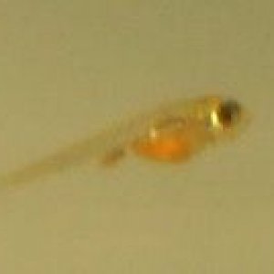 Cropped_silver_tipped_tetra_baby.jpg