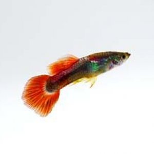 guppy_20male.jpg