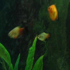 blue_platy.JPG