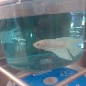 WhiteBetta.jpg