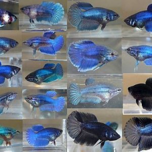 bettas.jpg