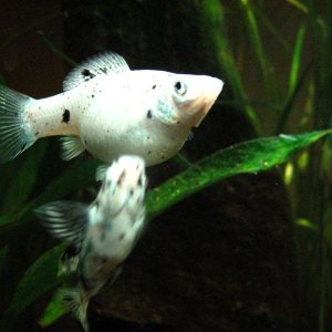 fishies_006.jpg