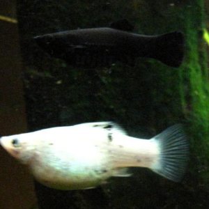 fishies_011.jpg