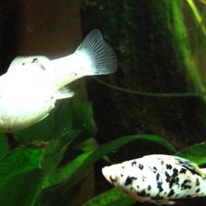 fishies_004.jpg