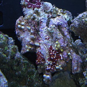 Img_3715Coral.jpg