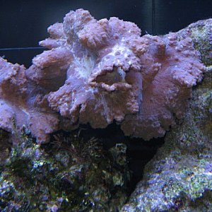 Img_3716Coral.jpg